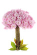kirschbaum