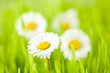 daisy spring; shallow dof daisy spring; shallow dof