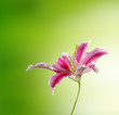 lily flower on green
