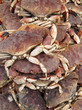 crabs