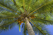 coconut tree