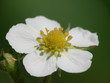blüte einer walderdbeere blüte einer walderdbeere