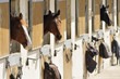 Image : chevaux