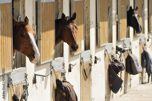 Photo: chevaux chevaux