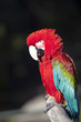 Photo: red macaw parrot red macaw parrot