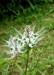 Orthosihon stamineus , Thé de Java, Moustaches de chat Orthosihon stamineus , Thé de Java, Moustaches de chat