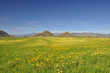 Peaceful meadow