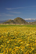 Meadow of flowers