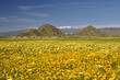 Southern California wildflowers