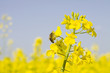 abeille et colza