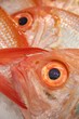 Photo: Red Snapper Red Snapper