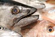 Photo: Bonito Bonito