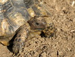 tortue