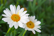 Margeriten
