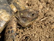 tortue