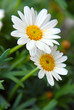 Margeriten