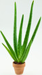 aloe vera en pot de terre cuite