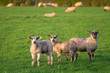 Irish flock of sheep
