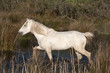 cheval de camargue