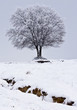 snowy tree