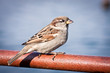 sparrow