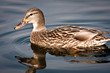 wild duck