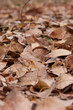 carpet of leaves