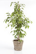 ficus bi colore dans un pot en osier ficus bi colore dans un pot en osier