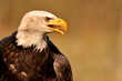 weißkopfseeadler