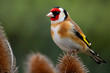 Goldfinch on teasel