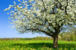 Blossoming tree in spring on rural meadow