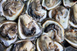 Oyster Oyster