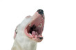 hurlement de dogue argentin hurlement de dogue argentin