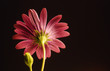 OSTEOSPERMUM, AISLADO SOBRE FONDO NEGRO OSTEOSPERMUM, AISLADO SOBRE FONDO NEGRO