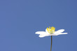 Three leaved Anemone flower