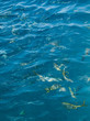 Poissons colorés en mer de Caraïbes