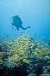 Foto: Tauchen - Mauritius - Diving Tauchen - Mauritius - Diving
