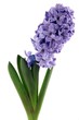 lila hyacinth