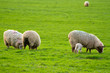 Irish flock of sheep