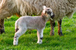 Baby lamb