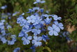 Plumbago