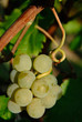 Sarment, rafle et raisins, vignoble de Saint Emilion, fin Septem
