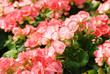 Flower of begonia with drops of water