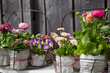 Foto: Spring flowers decoration Spring flowers decoration