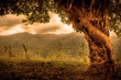 beautiful entangled fairy tale tree in sepia tones beautiful entangled fairy tale tree in sepia tones