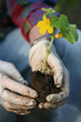 Hands in gloves planting plant