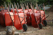 Red wheelbarrows in garden