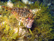Blenny Parablennius gattorugine