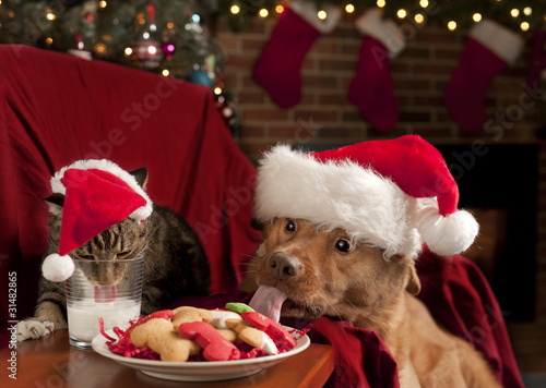 Photo: Cat and Dog devouring Santa's cookies and milk Cat and Dog devouring Santa's cookies and milk