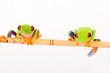 Photo: Two Red Eyed Tree Frogs Two Red Eyed Tree Frogs